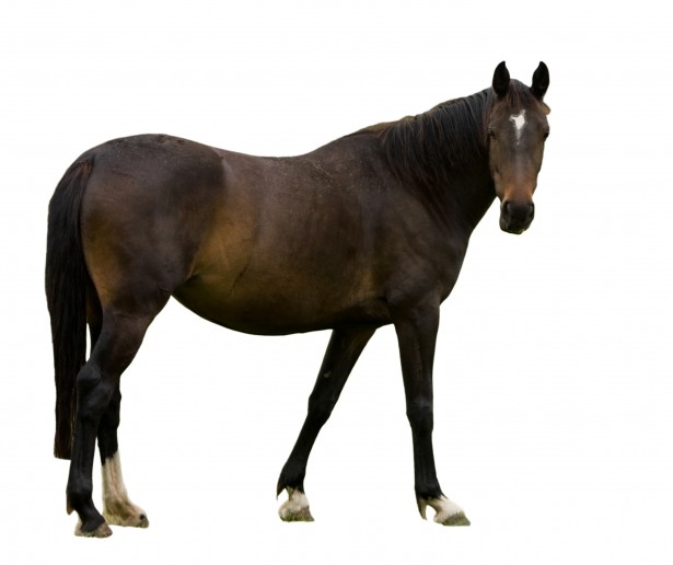 horse-isolated-white-background